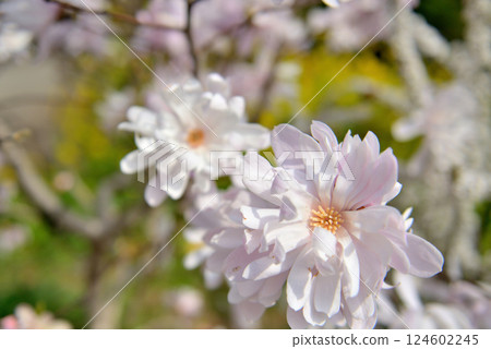 善福寺公園：白色星玉蘭春花 124602245