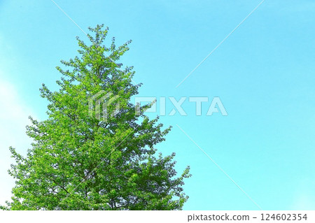 清新的藍天和年輕的銀杏葉 124602354
