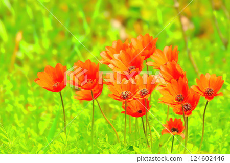 A cluster of anemones in full bloom 124602446