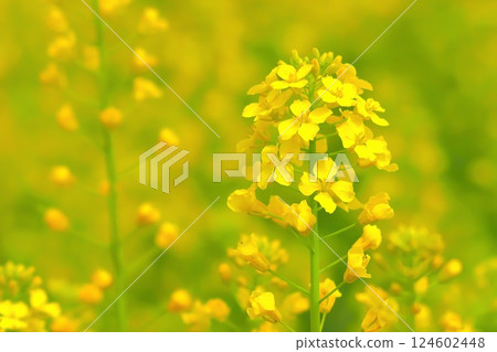 Beautiful rape blossoms herald the arrival of spring 124602448