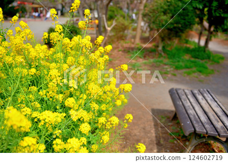 善福寺公園:黃色油菜花、春花 善福寺公園:黃色油菜花、春花 124602719