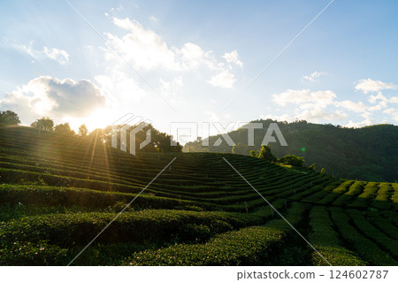 tea plantation and green tea plantation tea plantation and green tea plantation 124602787