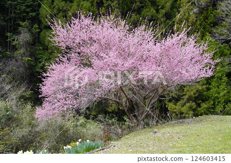 春天的花朵裝飾山坡 124603415