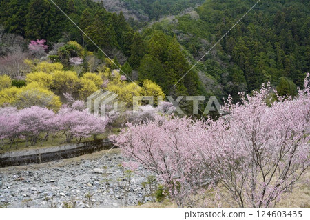 Spring flowers decorating the mountain slopes 124603435