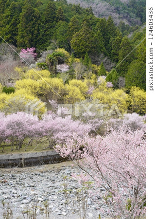 春天的花朵裝飾山坡 124603436