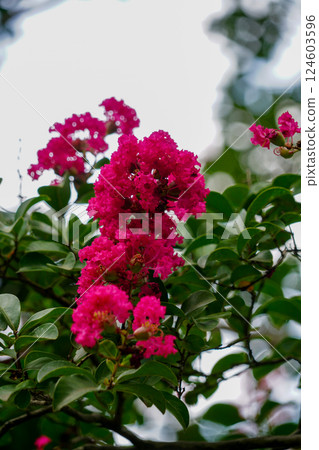 紫薇粉紅色的花朵 124603596