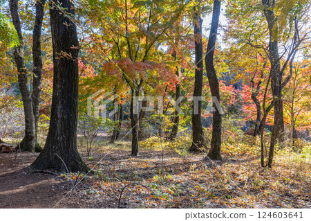 [Gunma Prefecture] Akagi Nature Park and Shiki no Mori - Beautiful autumn foliage 124603641