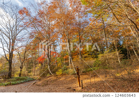 [Gunma Prefecture] Akagi Nature Park and Shiki no Mori - Beautiful autumn foliage 124603643