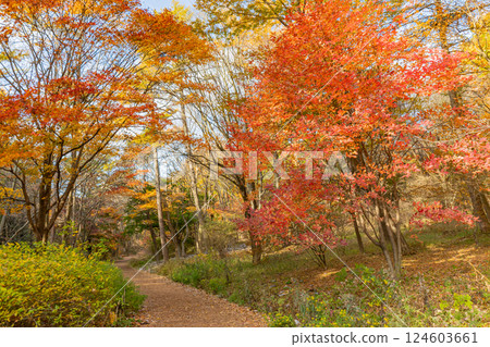 [Gunma Prefecture] Akagi Nature Park and Shiki no Mori - Beautiful autumn foliage 124603661