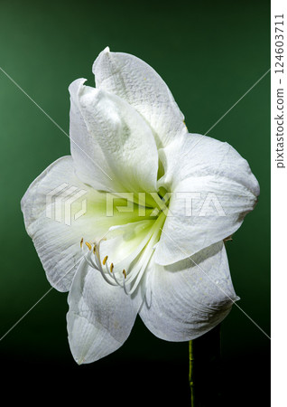White Amaryllis Flower with Dew Drops on Green Background 124603711
