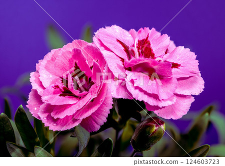 Pink Carnations with Dew Drops on purple Background 124603723