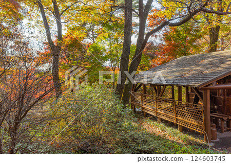 [Gunma Prefecture] Akagi Nature Park, Shiki no Mori, and Workshop with beautiful autumn leaves 124603745