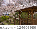 Cherry blossoms in full bloom at Hanadate Park in Kitagocho, Nichinan City, Miyazaki Prefecture 124603980