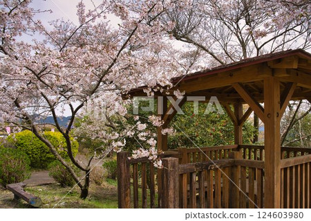 宮崎縣日南市北鄉町花館公園櫻花盛開 124603980