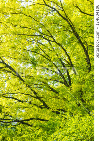 Fresh green tree Fresh green tree 124604106