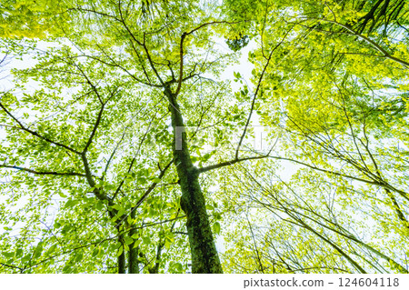 Fresh green tree Fresh green tree 124604118