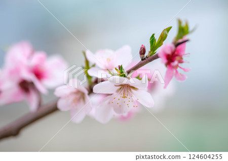 神戶市東灘區魚崎海濱長廊沿岸的杏樹 124604255