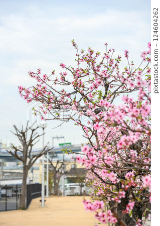Almond trees along the Uozaki Waterfront Promenade in Higashinada Ward, Kobe City 124604262