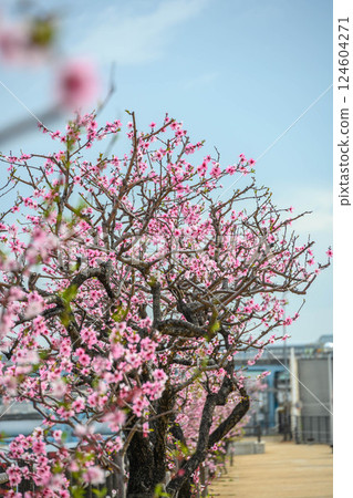Almond trees along the Uozaki Waterfront Promenade in Higashinada Ward, Kobe City Almond trees along the Uozaki Waterfront Promenade in Higashinada Ward, Kobe City 124604271