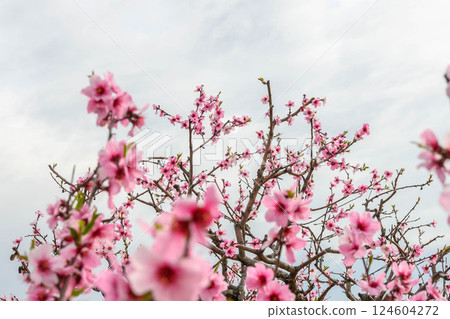 Almond trees along the Uozaki Waterfront Promenade in Higashinada Ward, Kobe City 124604272