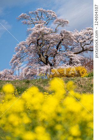The beautiful rape blossoms at Shionosaki Cherry Blossoms in Motomiya City The beautiful rape blossoms at Shionosaki Cherry Blossoms in Motomiya City 124604387