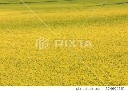 Abira Town, Hokkaido: A yellow carpet of rapeseed flowers in May 124604661