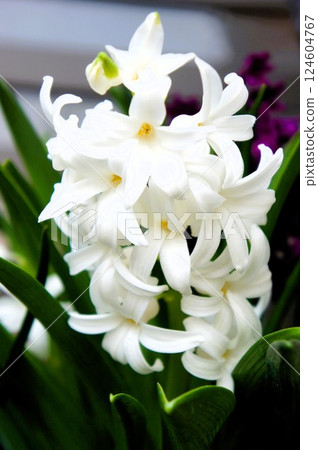白色的風信子 124604767