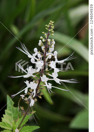 Feline bean sprouts Feline bean sprouts 124604939