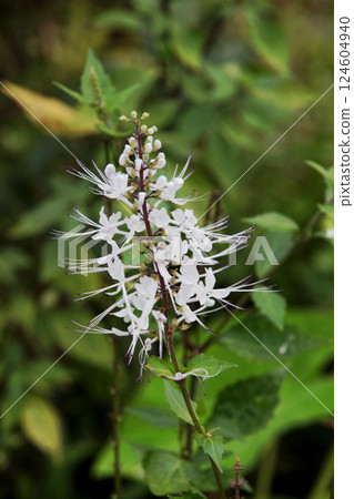 Feline bean sprouts 124604940