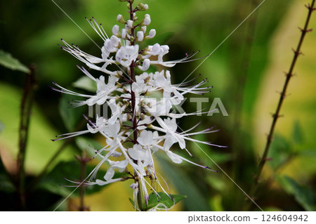 Feline bean sprouts Feline bean sprouts 124604942