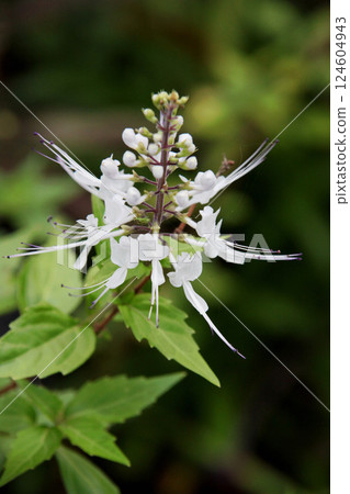 Feline bean sprouts 124604943