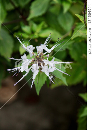 Feline bean sprouts 124604944