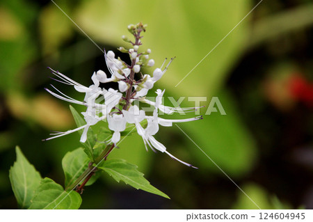 Feline bean sprouts 124604945