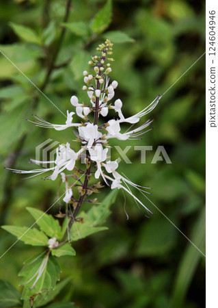 Feline bean sprouts 124604946