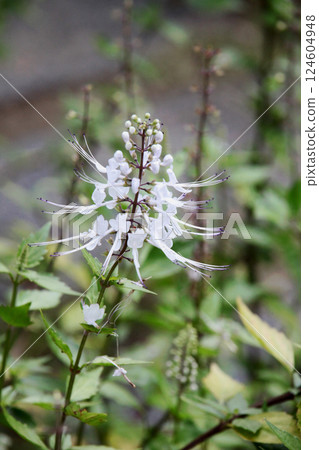 Feline bean sprouts 124604948