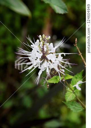Feline bean sprouts 124604949