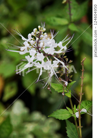 Feline bean sprouts 124604950