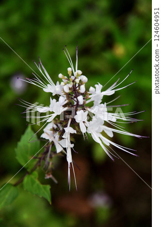 Feline bean sprouts Feline bean sprouts 124604951