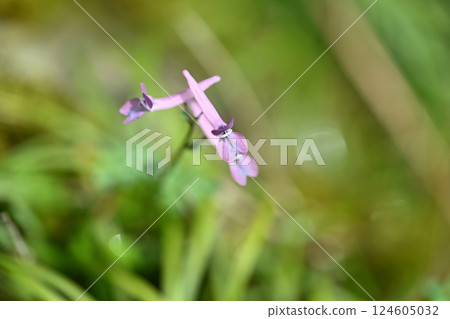 野花：次郎房圓作作（次郎房圓作） 124605032