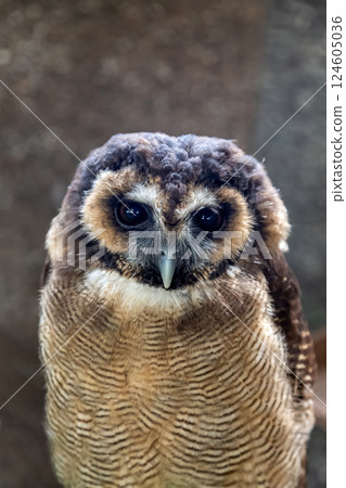 Spectacled owl that looks like it's wearing glasses [Owl family] 124605036