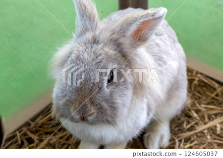 大耳朵的兔子,屬於兔科 (Lagomorpha) 大耳朵的兔子,屬於兔科 (Lagomorpha) 124605037