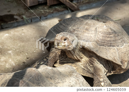 非洲刺龜 [陸龜科, 陸龜科] 124605039