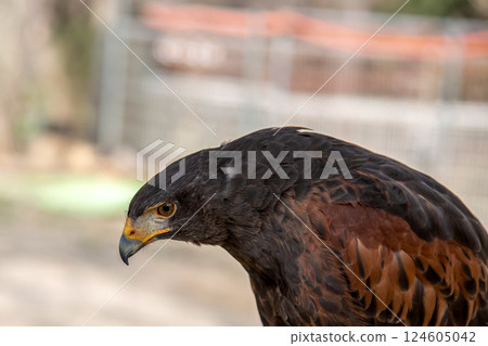 哈里斯鷹的無畏面孔，在英語中也稱為哈里斯鷹 124605042