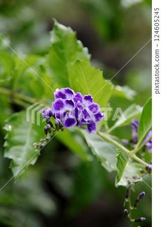 Duranta flower Duranta flower 124605245