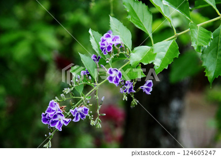 杜蘭塔花 124605247