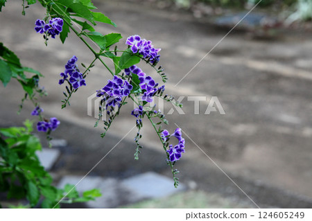 Duranta flower Duranta flower 124605249