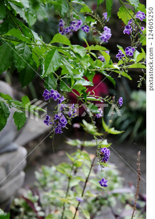 Duranta flower 124605250