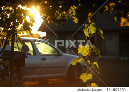 A happy and fulfilling life represented by a sunlit vineyard, a dream house, and a car parked nearby, symbolizing success, balance, and well-being 124605291