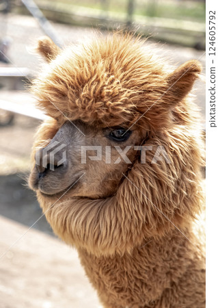 Alpaca (Camelidae) with dexterous lips Alpaca (Camelidae) with dexterous lips 124605792
