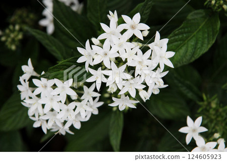 White pentas White pentas 124605923